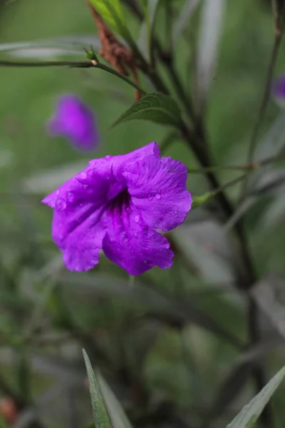 Close Vertical Uma Bela Flor Petúnia Roxa Mexicana Fundo Borrado — Fotografia de Stock