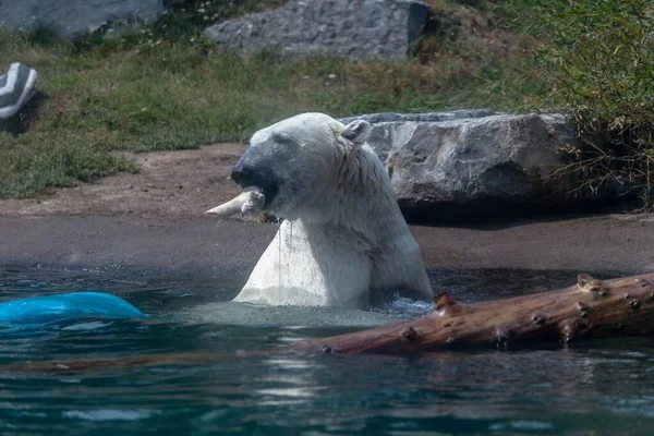 動物園の緑に囲まれた骨を食べる水の中のホッキョクグマ — ストック写真