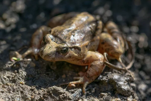 Malowana Żaba Śródziemnomorska Discoglossus Pictus Stawie Wodnym Dolinie Malty Malta — Zdjęcie stockowe