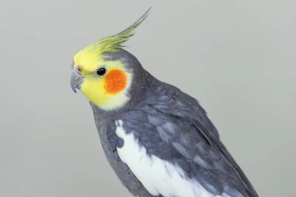 Lindo Pájaro Cacatúa Con Plumas Grises Amarillas Sobre Fondo Gris —  Fotos de Stock