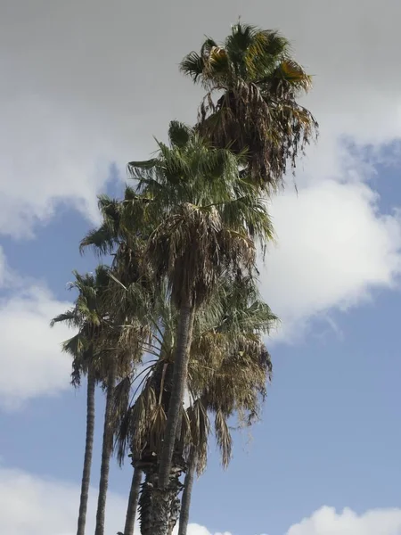 Palmera Centro Ciudad — Foto de Stock