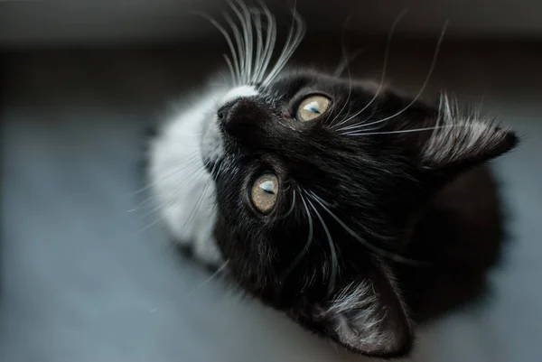 Tiro Seletivo Aéreo Gato Adorável Com Pêlo Preto Bigodes Brancos — Fotografia de Stock