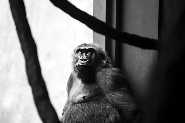 Серый Снимок Шимпанзе Крупным Планом Серьезным Лицом — стоковое фото