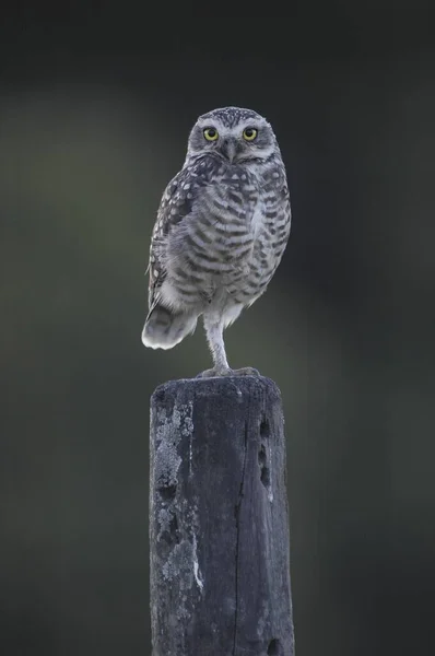 Enfoque Selectivo Vertical Búho Con Hermosos Ojos Amarillos Sentados Una — Foto de Stock