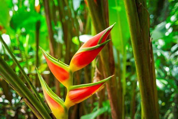 庭の真ん中にあるHeliconia開花植物のクローズアップ選択的焦点ショット — ストック写真