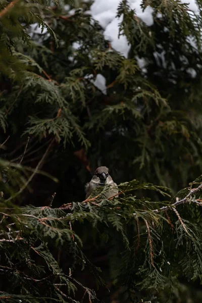 Ağacın Karla Kaplı Dalında Oturan Serçenin Dikey Görüntüsü — Stok fotoğraf