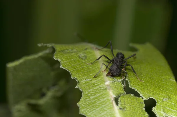 Selective Focus Shot Black Spider Sitting Green Leaf Eating — Stock Photo, Image