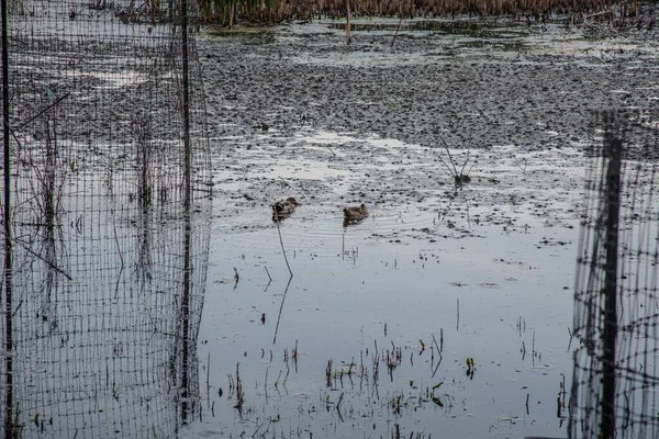Ein See Mit Darin Schwimmenden Enten Und Gras Das Sich — Stockfoto