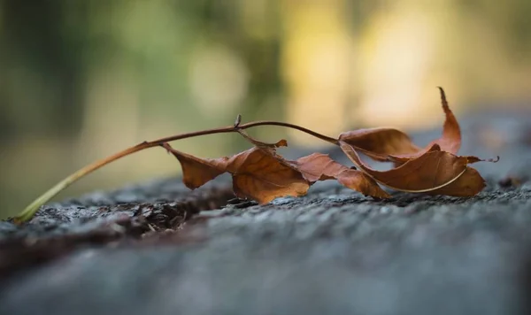 Een Liggend Blad Een Bos — Stockfoto