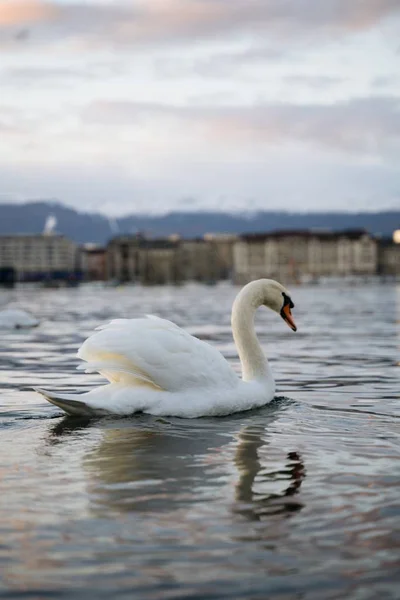 川で一人で泳ぐ美しい白鳥の垂直ショット — ストック写真