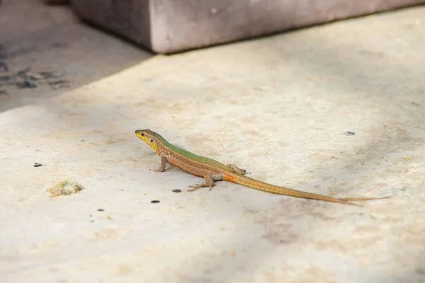 Lézard Des Murs Maltais Podarcis Filfolensis Avec Une Queue Fourchue — Photo