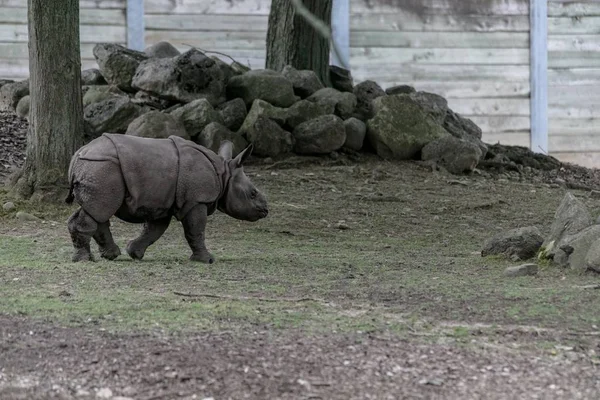 Rinoceronte Branco Atravessando Zoológico Cercado Por Cercas Madeira Vegetação — Fotografia de Stock