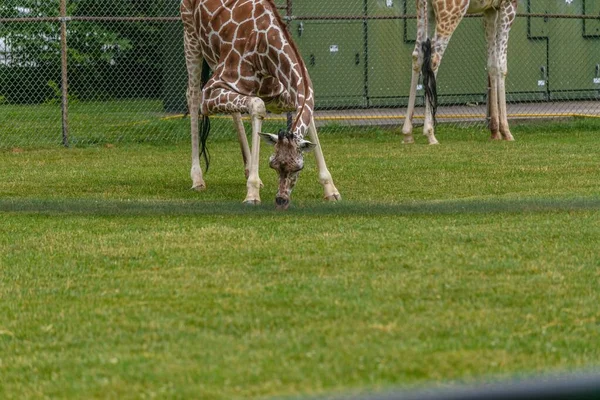 Champ Avec Des Girafes Dessus Entouré Clôtures Verdure Dans Zoo — Photo