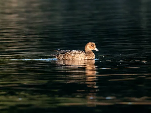 Eine Schöne Ente Die Einem See Izumi Wald Schwimmt Yamato — Stockfoto