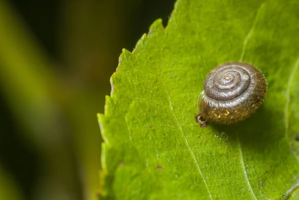 Plan Sélectif Une Coquille Escargot Transparente Sur Une Feuille Verte — Photo