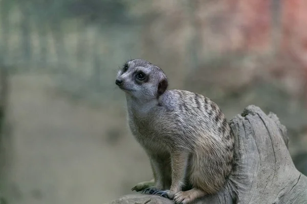 Meerkat Sentado Galho Árvore Parque Com Fundo Embaçado — Fotografia de Stock