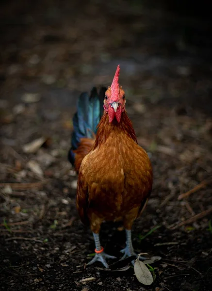 Een Gouden Haan Die Grond Staat Omringd Door Takken Bladeren — Stockfoto