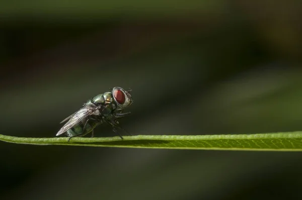 背景がぼやけている草の葉に座っている小さな昆虫の選択的な焦点ショット — ストック写真