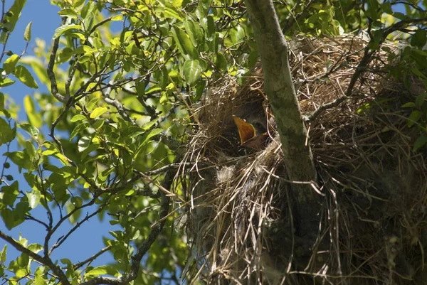 太陽の光の下で木々に囲まれた巣の中に黄色いくちばしを持つ鳥 — ストック写真