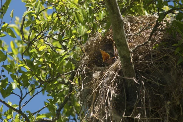 Oiseau Avec Bec Jaune Dans Nid Entouré Arbres Sous Lumière — Photo