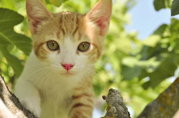 Closeup Selective Focus Shot Cute Kitten Expressive Eyes — 스톡 사진