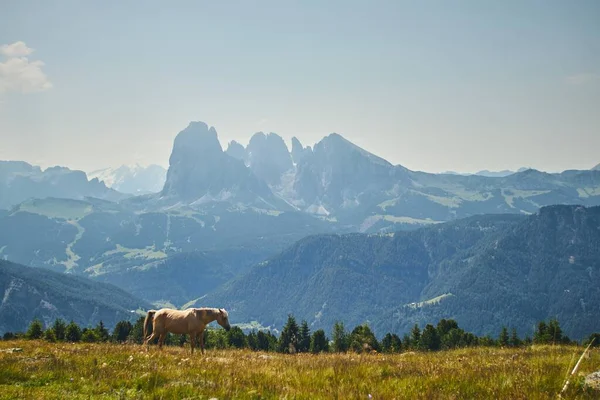 Samotny Koń Trawiastym Polu Pięknym Widokiem Skaliste Góry Tle — Zdjęcie stockowe