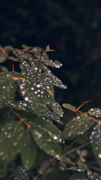 Vertical Closeup Shot Green Leaves Covered Dewdrops Blurred Background — Stock Photo, Image