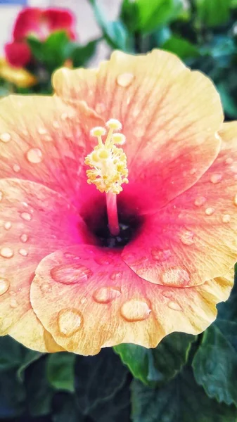 Gros Plan Vertical Une Plante Fleurs Hibiscus Hawaïen Milieu Jardin — Photo