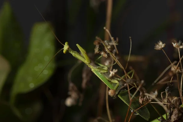 自然環境における緑の網状昆虫の選択的焦点撮影 — ストック写真