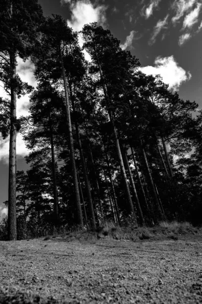 Gökyüzüne Dokunan Ağaçlarla Dolu Bir Ormanın Gri Tonlu Görüntüsü — Stok fotoğraf