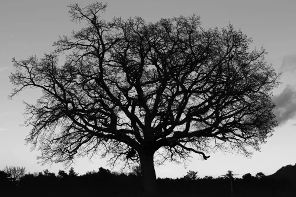 Greyscale Tree Surrounded Greenery Sunlight Cloudy Sky — Stock Photo, Image