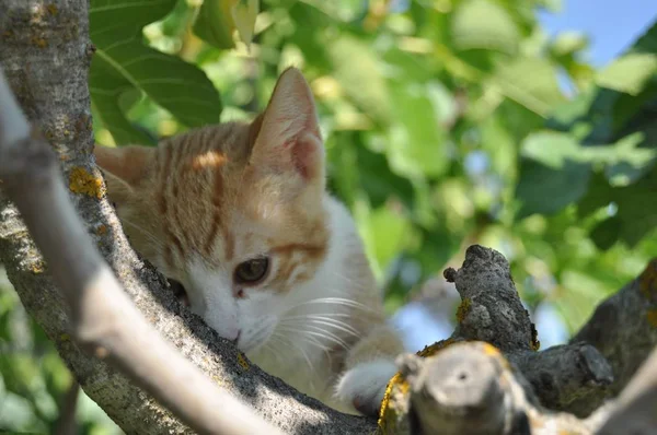 Closeup Selective Focus Shot Cute Kitten Expressive Eyes — Stok fotoğraf