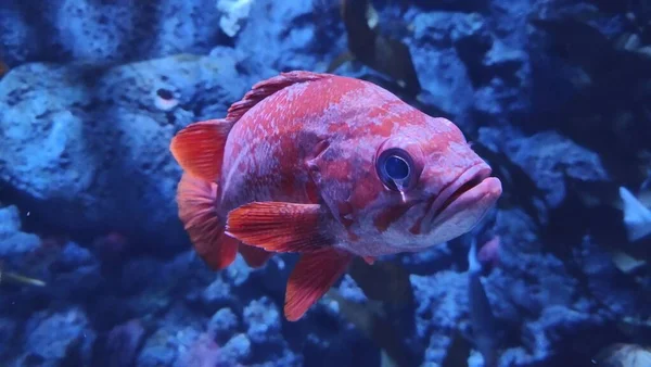 Closeup Vermilion Rockfish Aquarium Surrounded Seaweed Lights — 스톡 사진