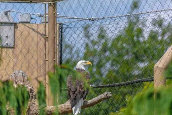 Águila Calva Con Pico Amarillo Sentada Una Rama Árbol Rodeada —  Fotos de Stock