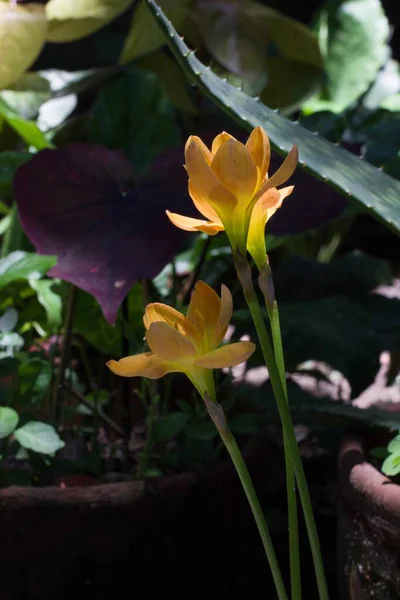 Selektywne Ujęcie Ostrości Pięknych Żółtych Kwiatów Lilii Krzaczastej Rozmytym Tle — Zdjęcie stockowe