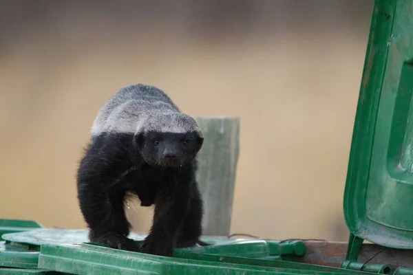 Honey badger on the trash bin. Domestic honey badger seraching for food in a trash bin.