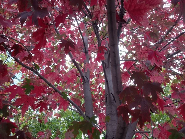Eine Nahaufnahme Der Roten Blätter Einem Ahornbaum — Stockfoto