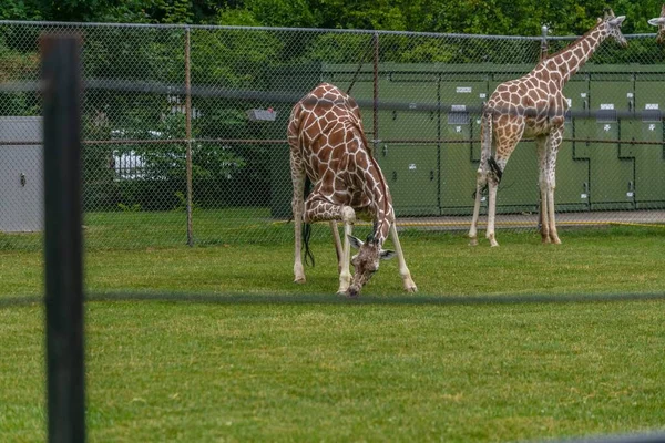 Champ Girafes Entouré Clôtures Métalliques Verdure Dans Zoo — Photo