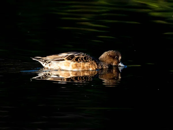 日本大和市泉森林的一个湖中 一只美丽的鸭子在游泳 黎明时分被捕获 — 图库照片