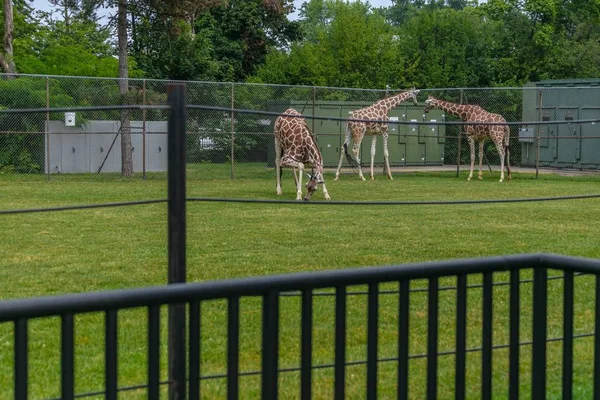 Ein Bild Von Giraffen Die Einem Von Zäunen Und Grün — Stockfoto