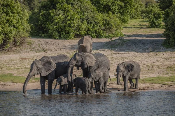 Group Elephants Drinking Water Lake Daytime — 스톡 사진