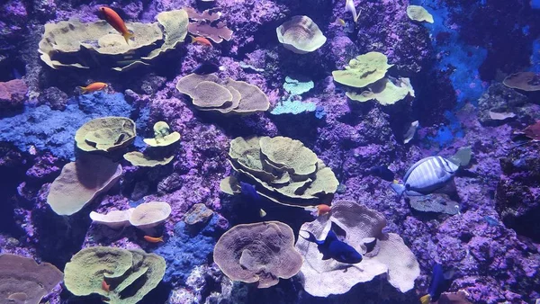 Coral Surrounded Colorful Seaweed Coral Reef Fishes Aquarium Lights — Stock Photo, Image