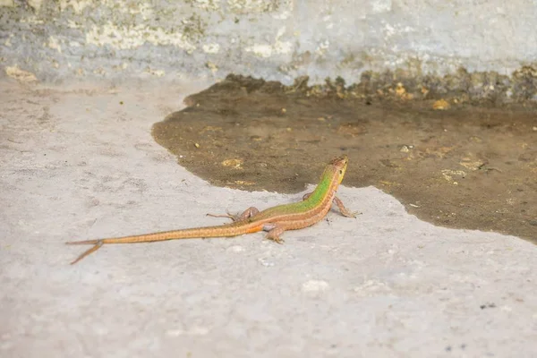 Lagarto Pared Maltés Podarcis Filfolensis Con Una Cola Bifurcada Dos — Foto de Stock