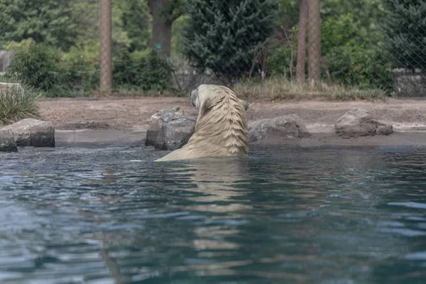 Sudaki Bir Kutup Ayısı Güneş Işığı Altındaki Bir Hayvanat Bahçesinde — Stok fotoğraf