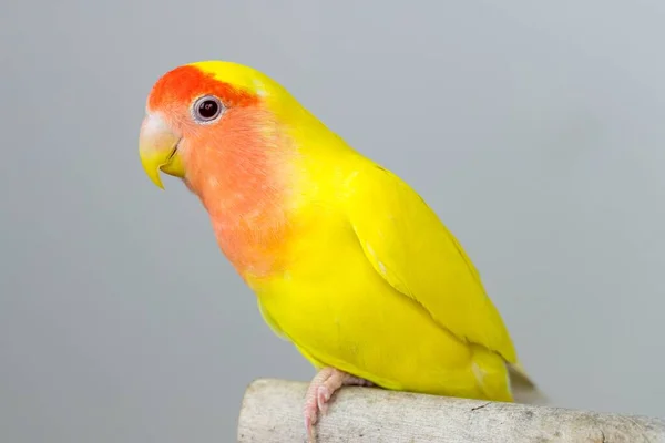 Closeup Shot Peach Faced Lovebird Colorful Feathers Grey Background — Stockfoto