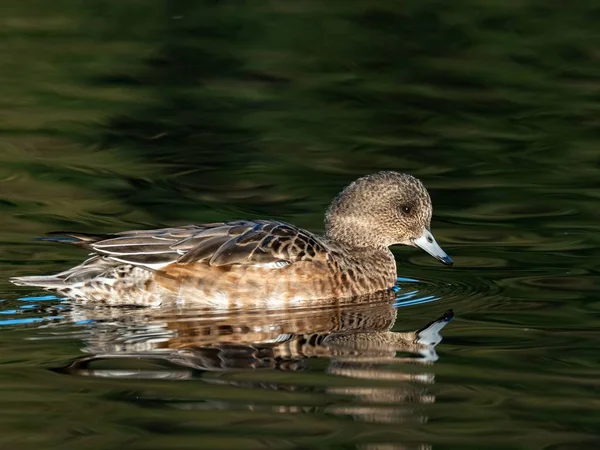 Vacker Anka Simmar Sjö Izumi Forest Yamato Japan Fångas Tidigt — Stockfoto