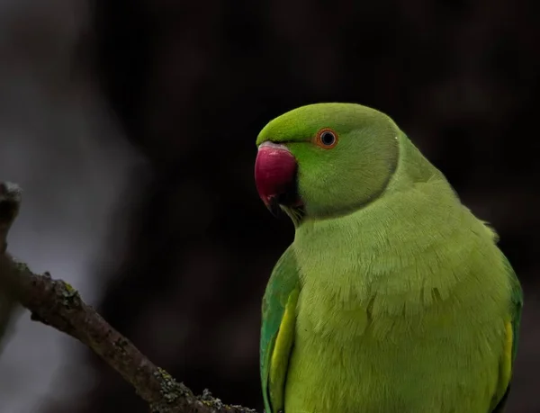 一张美丽的绿色爱情鸟坐在树枝上的有选择的焦点照片 — 图库照片