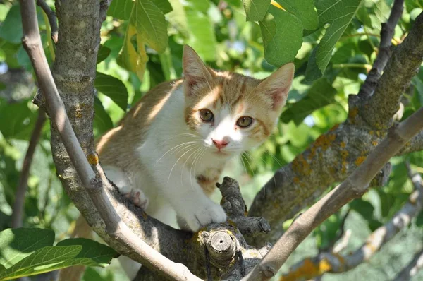 Sebuah Gambar Selektif Close Seup Dari Kucing Lucu Dengan Mata — Stok Foto