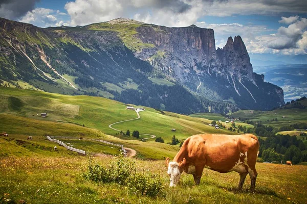 Une Vache Brune Paissant Sur Pâturage Verdoyant Entouré Hautes Montagnes — Photo
