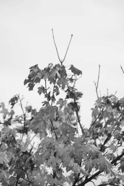 Eine Vertikale Graustufenaufnahme Eines Baumes Mit Trockenen Blättern Tag — Stockfoto